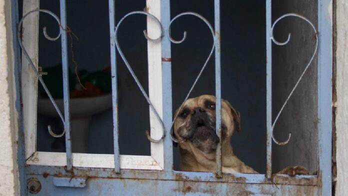 El insólito caso de un hombre que engordaba a perros y vendía su carne en taquerías de Nezahualcóyotl