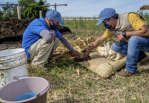 Chapingo reconfigura la formación agronómica; crea carreras con IA en agricultura / Por Alicia Valverde