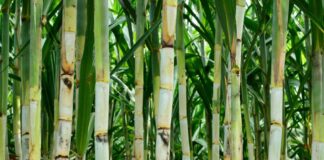 Incorporan a cañeros al programa Fertilizantes para el Bienestar / Por Alicia Valverde