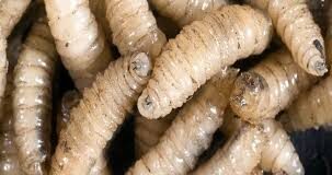 México y EU hacen campaña para notificar casos sospechosos con gusano barrenador / Por Alicia Valverde