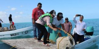 Inicia formación del primer arrecife artificial en Río Lagartos, Yucatán