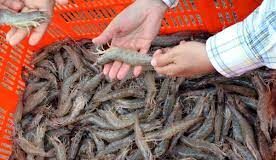 Obtiene México calificación de 93% en comparabilidad para exportar camarón a EU / Por Alicia Valverde