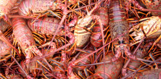 Anuncia Conapesca seis periodos de veda y cinco de aprovechamiento a partir de marzo / Por Alicia Valverde