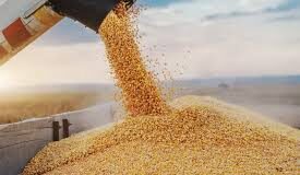 Acuerdan comercializadores comprar 1.1 millones de toneladas de maíz en Sinaloa / Por Alicia Valverde