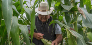 Inicia proceso para comercializar la cosecha de maíz blanco del ciclo otoño-invierno 2025/26 / Por Alicia Valverde
