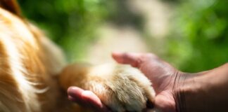 Suma Jalisco 31 años sin rabia humana transmitida por perros