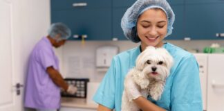 Tan solo el 42% de las mascotas con hogar en México son llevadas al veterinario una o dos veces al año