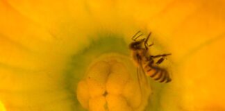 Campaña Nacional busca proteger a las abejas de plagas y evitar poner en riesgo la producción de más del 80% de los cultivos / Por Alicia Valverde