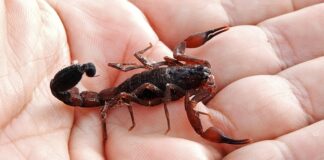 Pide Salud Jalisco a la ciudadanía reforzar medidas de prevención y atención ante picaduras de alacrán