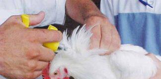 Emprende Jalisco jornada de vacunación gratuita contra la Newcastle, enfermedad muy peligrosa para las aves