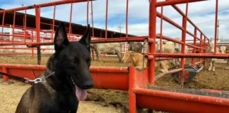 Binomios caninos se suman en la batalla contra el gusano barrenador en Chihuahua