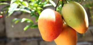 Prevén que envíos de mango a EU superen las 350 mil toneladas de enero a septiembre / Por Alicia Valverde