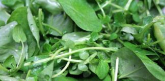 Identifican en la Mixteca Alta de Oaxaca plantas silvestres comestibles