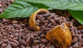 Prevén que las ventas de chocolate crecerán 8% en este año, impulsadas por valor agregado / Por Alicia Valverde